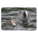 Search for chick rectangular magnets Wildlife