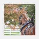 Search for draught magnets Equine