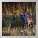 Search for panthera Travel