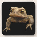 Search for toad coasters Animal