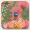 Search for collare coasters Animal