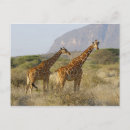 Search for two giraffe postcards Wildlife