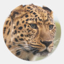 Search for cat portrait stickers Wild animals