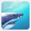 Search for underwater photography stickers Fish