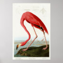 Search for american flamingo posters John