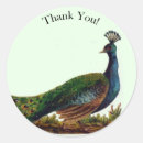 Search for vintage peacock feathers stickers Bird