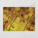 Search for fall foliage postcards Autumn