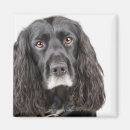 Search for face cocker spaniel magnets Black