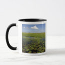 Search for sedge America