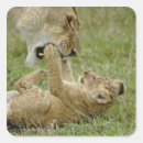 Search for peak stickers Lion