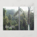Search for rainforest postcards Souvenir