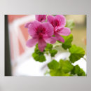 Search for geranium posters Flowers