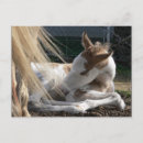 Search for horse baby postcards Animal