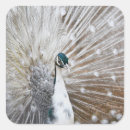Search for elegant peacock stickers Bird