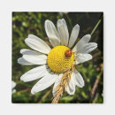 Search for ladybug magnets White