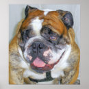 Search for english bulldog posters Photography