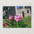 Search for desert flowers postcards Tropical