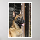 Search for belgian malinois art Shepherd
