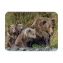 Search for kodiak magnets Animal