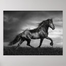 Search for stallion posters Black