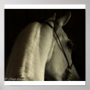 Search for arabian horse painting posters White