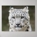 Search for wild cats posters Eyes