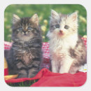 Search for blankets stickers Kitten