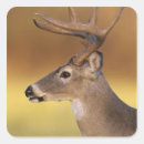 Search for white deer stickers Buck
