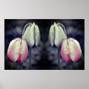 Search for black tulip posters Abstract