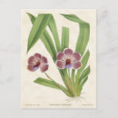 Search for vintage orchid postcards Floral
