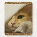 Search for computer tech postcards Kitten