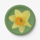 Search for daffodil plates Yellow