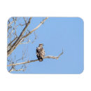 Search for juvenile magnets Raptor
