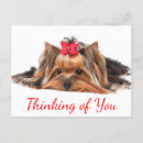 Search for yorkshire postcards Yorkie