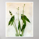 Search for arrowhead posters Vintage