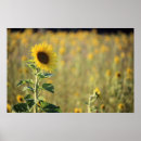 Search for sunflower seed posters Nature