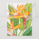 Search for exotics postcards Flowers
