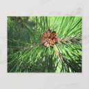 Search for pinecone postcards Photography