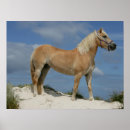 Search for haflinger posters Beach