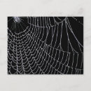 Search for spider web postcards Nature