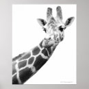 Search for black and white giraffe posters African