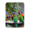 Search for lorikeet parrot magnets Colourful