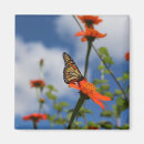 Search for monarch butterfly magnets Gardening