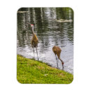 Search for sandhill magnets Antigone canadensis