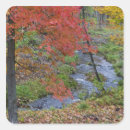 Search for maple trees stickers Nobody