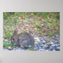 Search for rabbit posters Bunnies