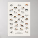 Search for donkey posters Wildlife