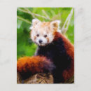 Search for panda postcards Wildlife