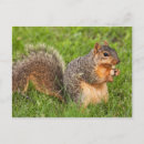 Search for packages postcards Animal