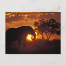 Search for wild one postcards Safari
